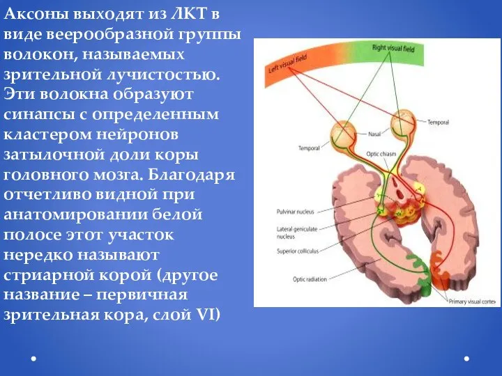 Аксоны выходят из ЛКТ в виде веерообразной группы волокон, называемых