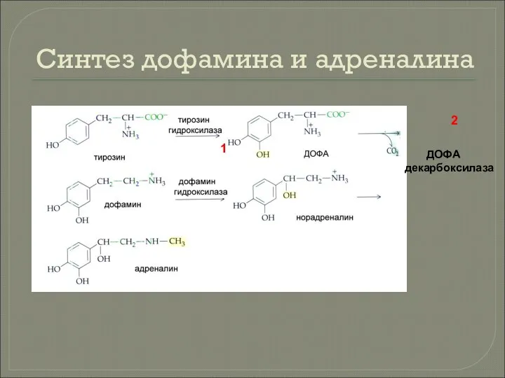 Синтез дофамина и адреналина 1 ДОФА декарбоксилаза 2