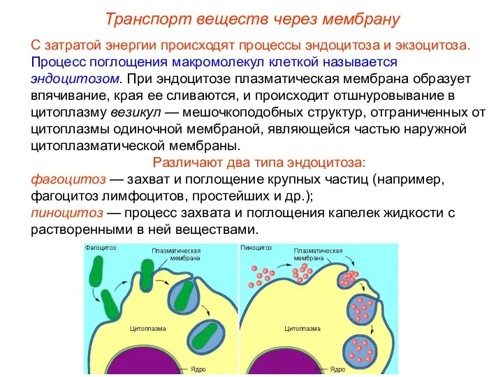 Транспорт веществ через мембрану С затратой энергии происходят процессы эндоцитоза