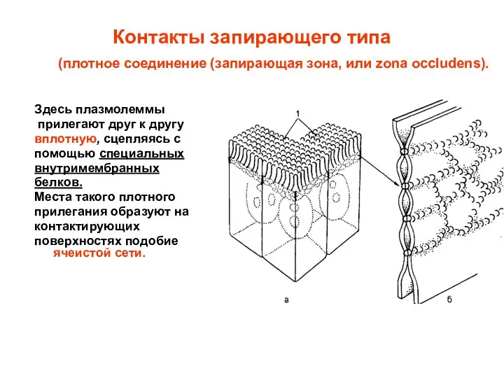 Контакты запирающего типа Здесь плазмолеммы прилегают друг к другу вплотную,