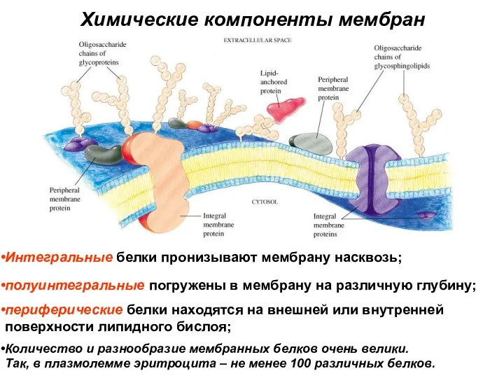 Интегральные белки пронизывают мембрану насквозь; полуинтегральные погружены в мембрану на