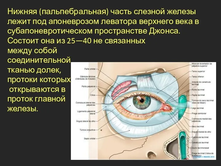 Нижняя (пальпебральная) часть слезной железы лежит под апоневрозом леватора верхнего века в субапоневротическом