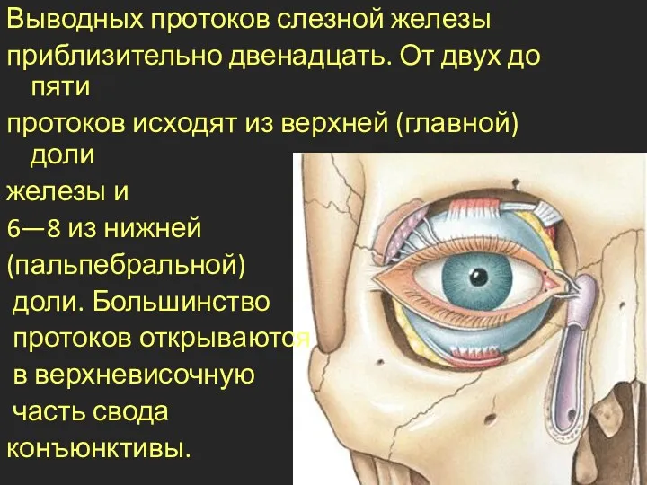 Выводных протоков слезной железы приблизительно двенадцать. От двух до пяти