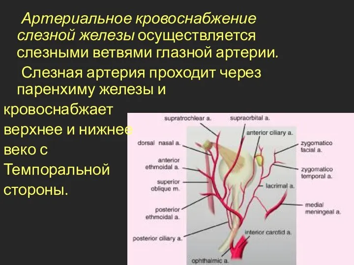 Артериальное кровоснабжение слезной железы осуществляется слезными ветвями глазной артерии. Слезная артерия проходит через