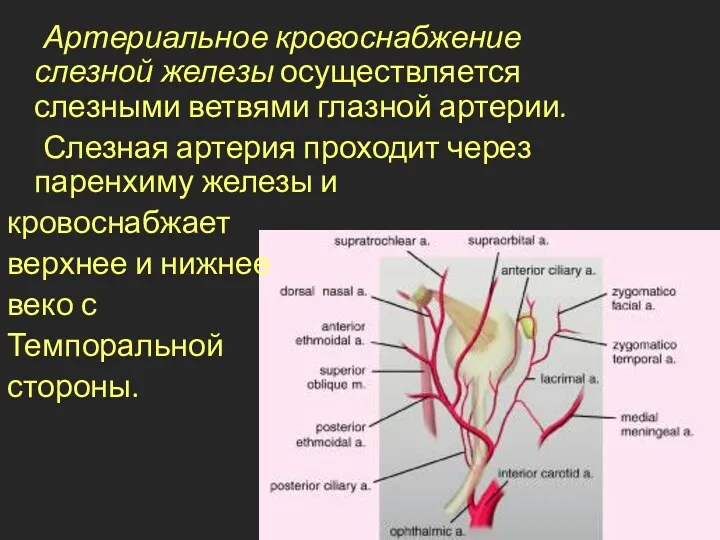 Артериальное кровоснабжение слезной железы осуществляется слезными ветвями глазной артерии. Слезная