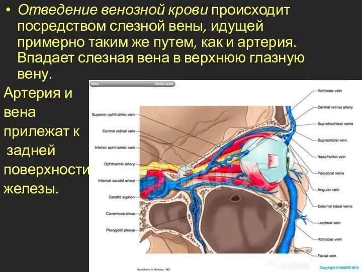 Отведение венозной крови происходит посредством слезной вены, идущей примерно таким