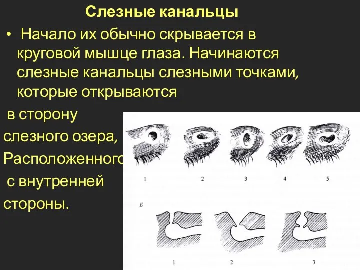 Слезные канальцы Начало их обычно скрывается в круговой мышце глаза.