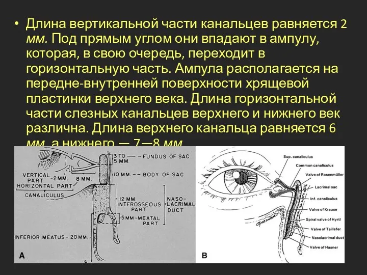 Длина вертикальной части канальцев рав­няется 2 мм. Под прямым углом они впадают в