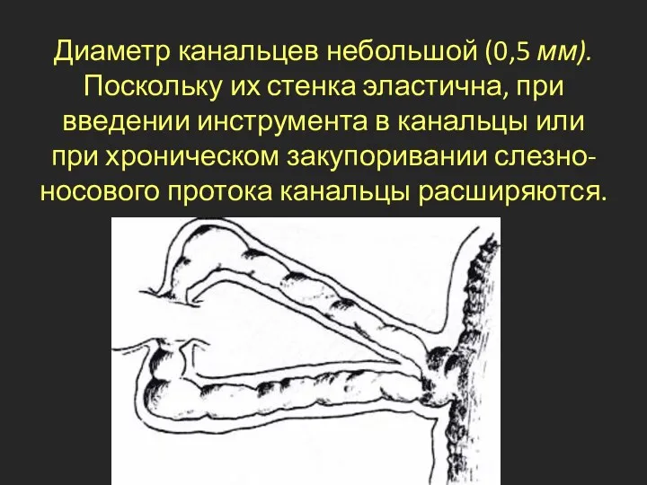 Диаметр канальцев небольшой (0,5 мм). Поскольку их стенка эластична, при