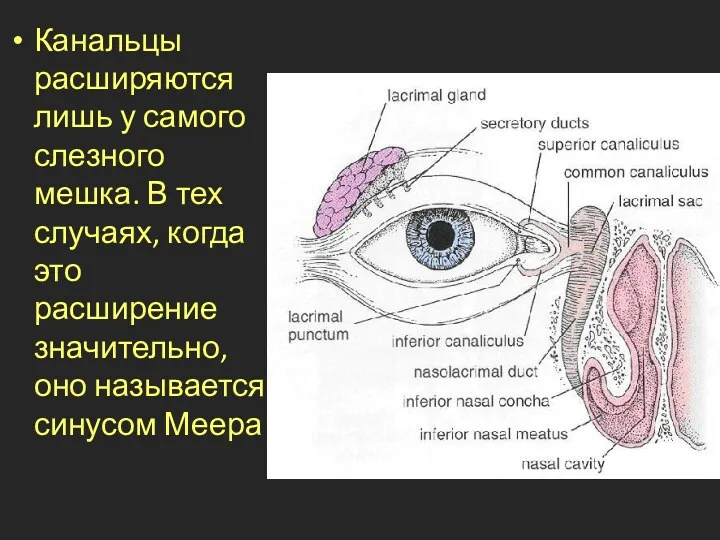 Канальцы расширяются лишь у самого слезного мешка. В тех случаях, когда это расширение