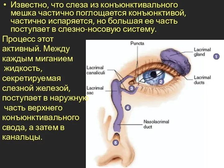 Известно, что слеза из конъюнктивального мешка частично поглощается конъюнктивой, частично