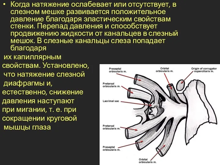 Когда натяжение ослабевает или отсутствует, в слезном мешке развивается положительное давление благодаря эластическим