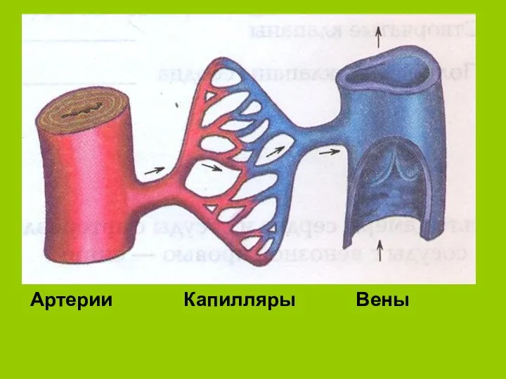 Артерии Капилляры Вены