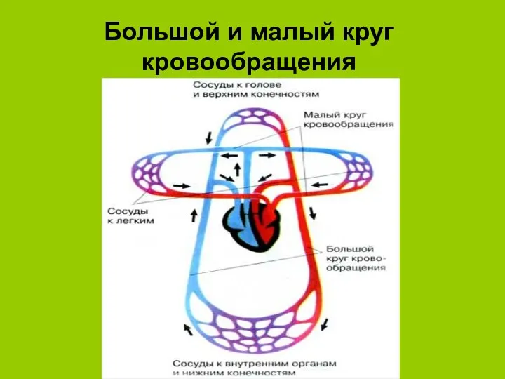 Большой и малый круг кровообращения