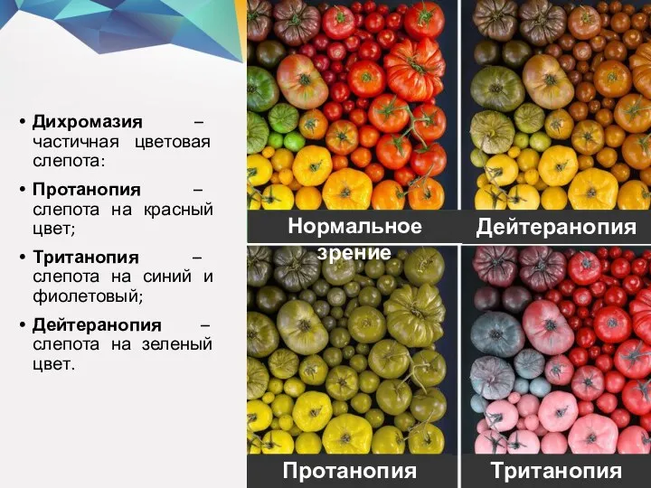 Дихромазия – частичная цветовая слепота: Протанопия – слепота на красный