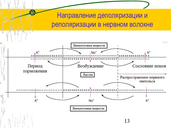 Направление деполяризации и реполяризации в нервном волокне