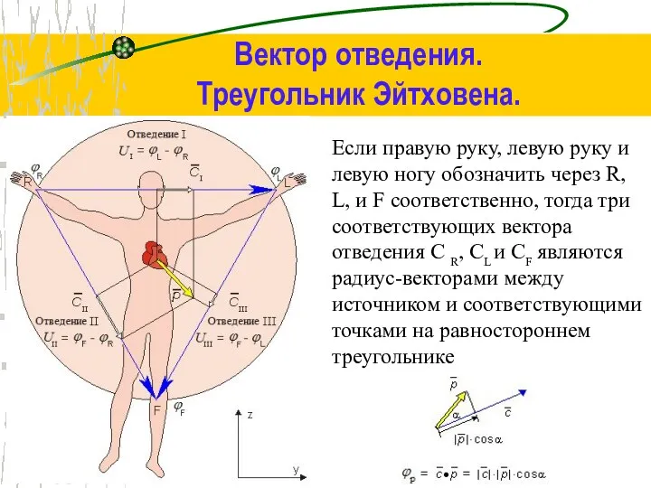 Вектор отведения. Треугольник Эйтховена. Если правую руку, левую руку и