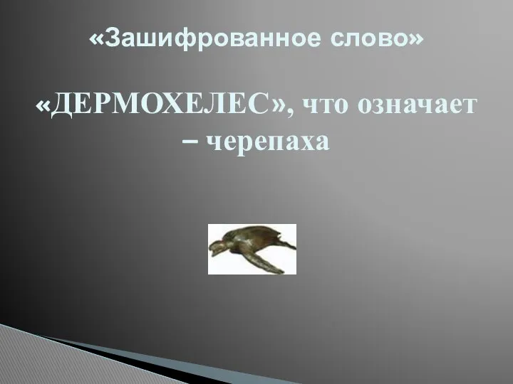 «Зашифрованное слово» «ДЕРМОХЕЛЕС», что означает – черепаха