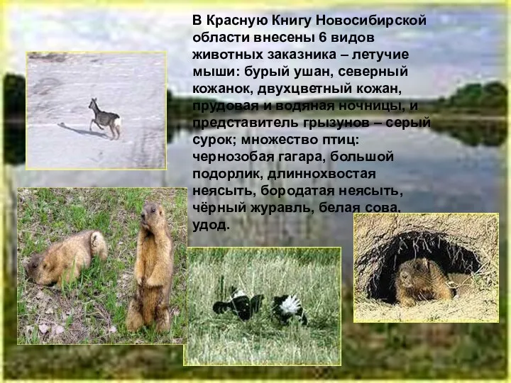 В Красную Книгу Новосибирской области внесены 6 видов животных заказника