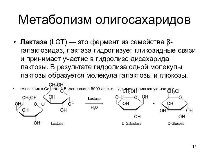 Метаболизм олигосахаридов Лактаза (LCT) — это фермент из семейства β-галактозидаз, лактаза гидролизует гликозидные