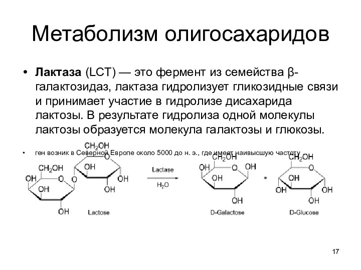 Метаболизм олигосахаридов Лактаза (LCT) — это фермент из семейства β-галактозидаз,