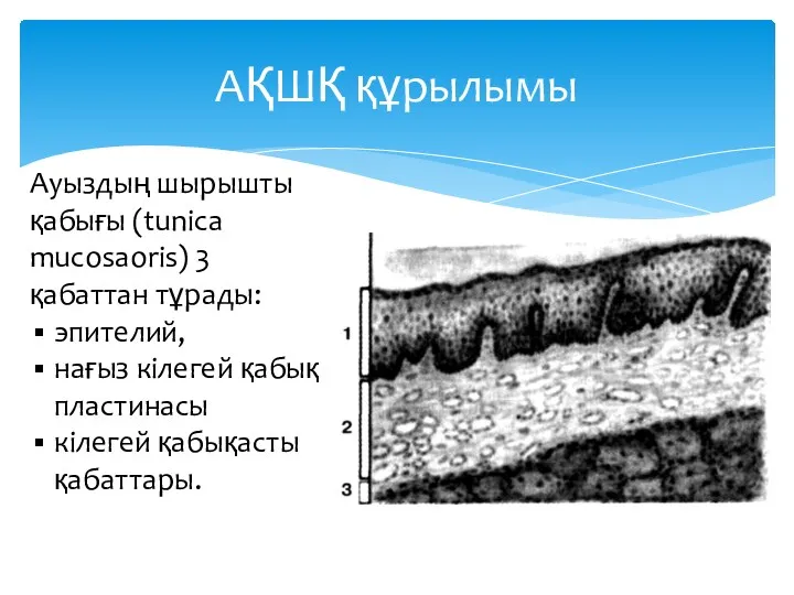 АҚШҚ құрылымы Ауыздың шырышты қабығы (tunica mucosaoris) 3 қабаттан тұрады: эпителий, нағыз кілегей