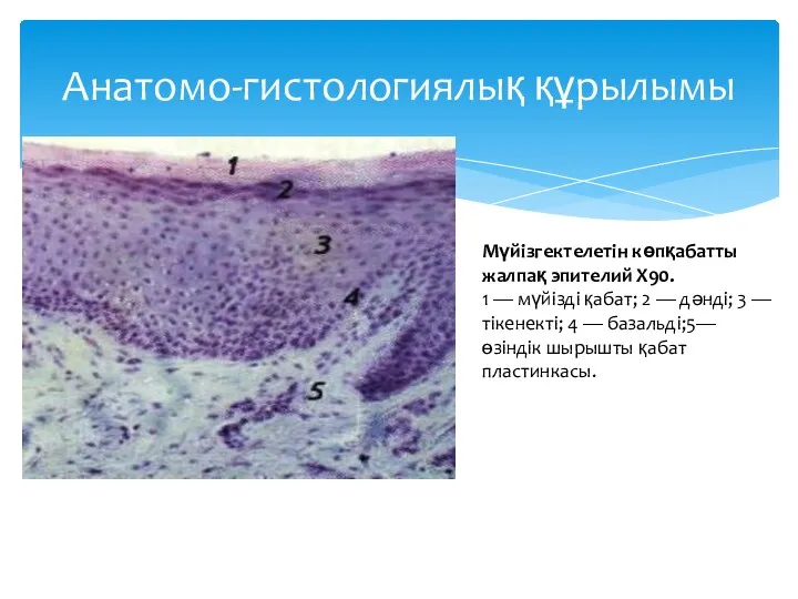 Анатомо-гистологиялық құрылымы Мүйізгектелетін көпқабатты жалпақ эпителий Х90. 1 — мүйізді қабат; 2 —