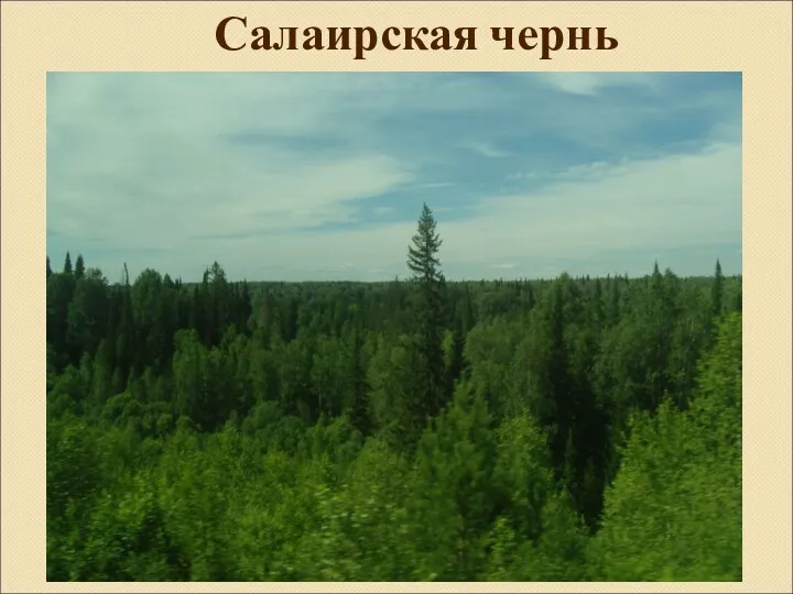 Салаирская чернь