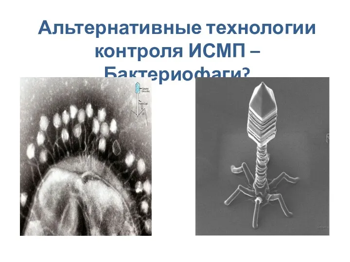 Альтернативные технологии контроля ИСМП – Бактериофаги?