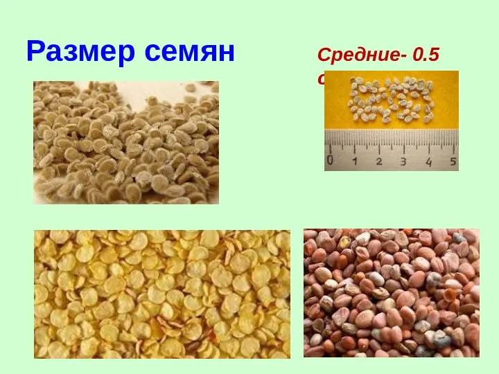 Размер семян Средние- 0.5 см