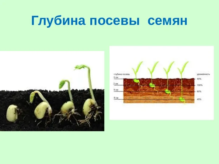 Глубина посевы семян