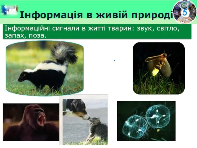 Інформація в живій природі Інформаційні сигнали в житті тварин: звук, світло, запах, поза.