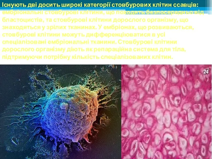 Існують дві досить широкі категорії стовбурових клітин ссавців: ембріональні стовбурові