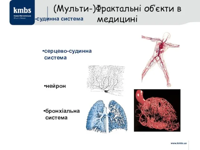 серцево-судинна система серцево-судинна система нейрон бронхіальна система (Мульти-)Фрактальні об’єкти в медицині