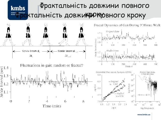 Фрактальність довжини повного кроку Фрактальність довжини повного кроку