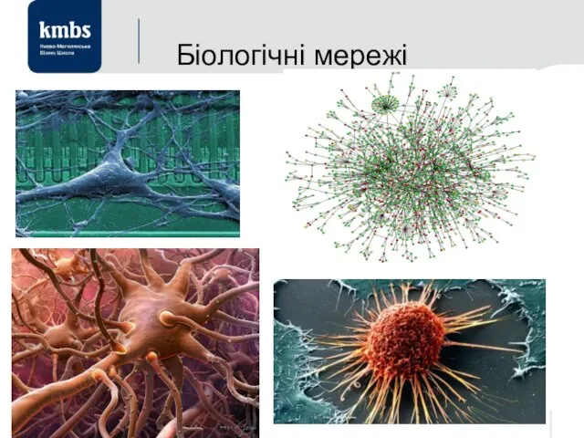 Біологічні мережі