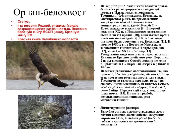 Орлан-белохвост На территории Челябинской области орлан-белохвост регистрируется в гнездовый период в Ильменском заповеднике,