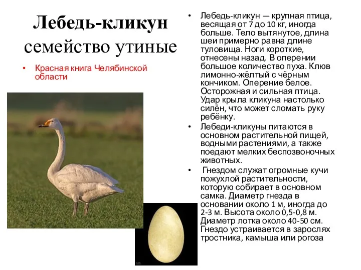 Лебедь-кликун семейство утиные Лебедь-кликун — крупная птица, весящая от 7 до 10 кг,