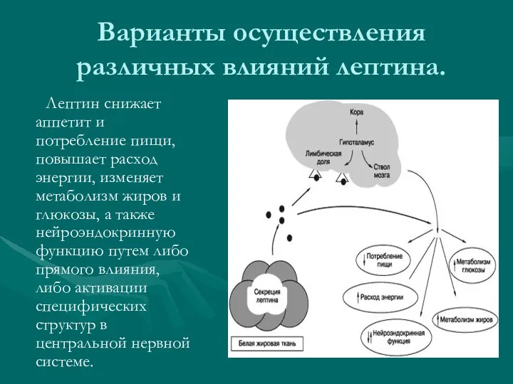 Варианты осуществления различных влияний лептина. Лептин снижает аппетит и потребление