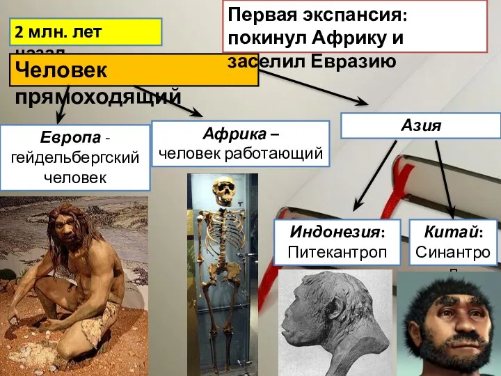 2 млн. лет назад Человек прямоходящий Первая экспансия: покинул Африку и заселил Евразию