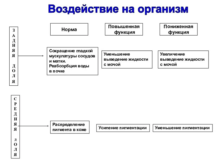 Норма Повышенная функция Пониженная функция ЗАДНЯЯ ДОЛ Я С Р