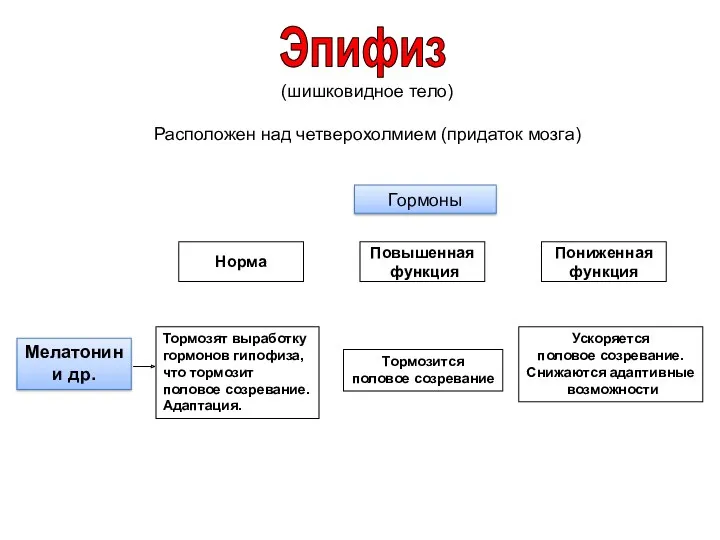 (шишковидное тело) Расположен над четверохолмием (придаток мозга) Гормоны Норма Повышенная