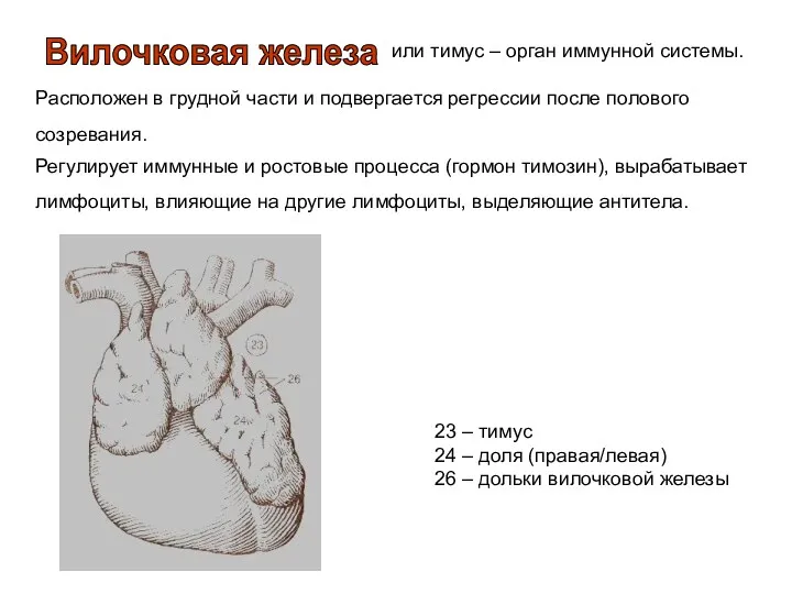 или тимус – орган иммунной системы. Расположен в грудной части