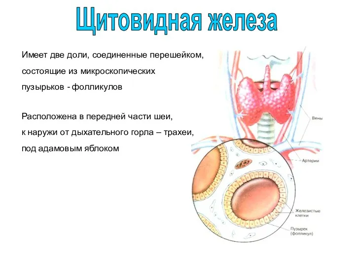 Имеет две доли, соединенные перешейком, состоящие из микроскопических пузырьков -