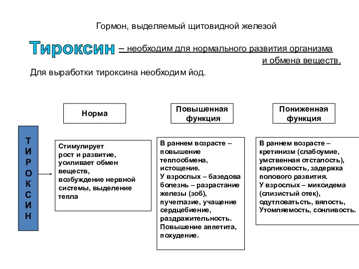 Гормон, выделяемый щитовидной железой – необходим для нормального развития организма