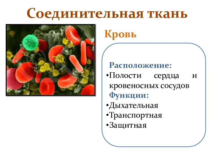 Расположение: Полости сердца и кровеносных сосудов Функции: Дыхательная Транспортная Защитная Соединительная ткань Кровь