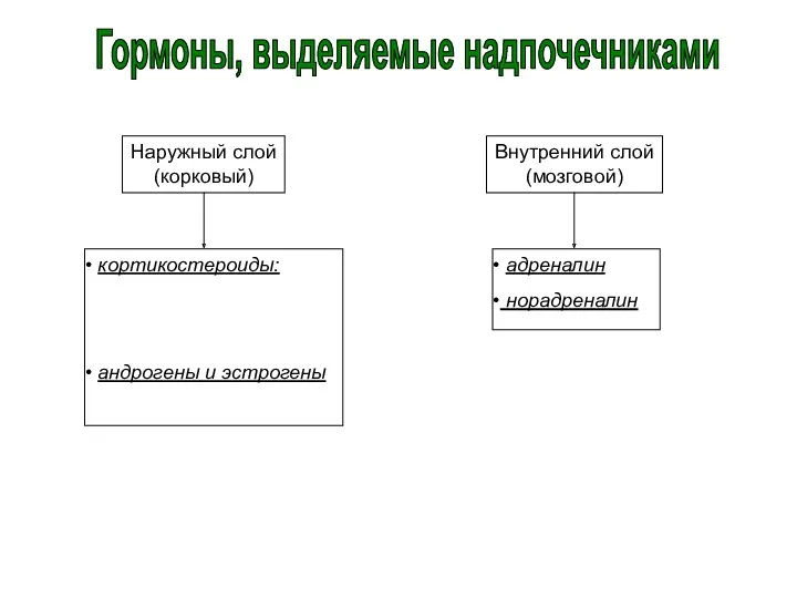 Наружный слой (корковый) Внутренний слой (мозговой) кортикостероиды: андрогены и эстрогены адреналин норадреналин Гормоны, выделяемые надпочечниками