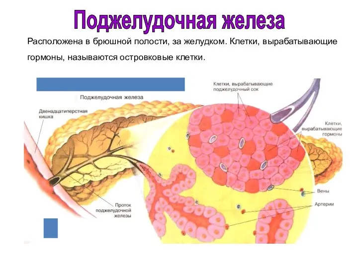 Расположена в брюшной полости, за желудком. Клетки, вырабатывающие гормоны, называются островковые клетки. Поджелудочная железа