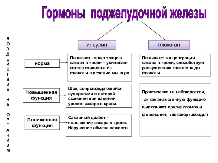 инсулин глюкоган норма Повышенная функция Пониженная функция Понижает концентрацию сахара