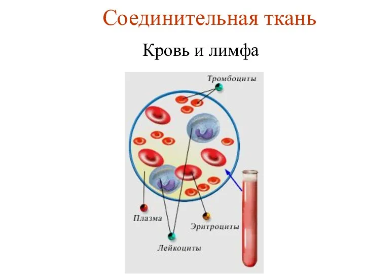 Соединительная ткань Кровь и лимфа